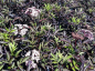 Preview: Sambucus nigra Black Beauty Schwarzer Holunder